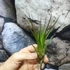 Kép 3/9 - Tillandsia melanocrater