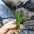 Kép 4/9 - Tillandsia melanocrater