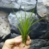 Kép 5/9 - Tillandsia melanocrater