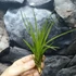 Kép 2/9 - Tillandsia melanocrater