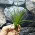 Kép 6/9 - Tillandsia melanocrater