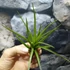 Kép 1/9 - Tillandsia melanocrater
