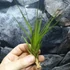 Kép 7/9 - Tillandsia melanocrater
