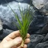 Kép 8/9 - Tillandsia melanocrater