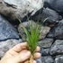 Kép 9/9 - Tillandsia melanocrater