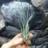 Kép 4/6 - Tillandsia ehlersiana