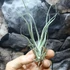 Kép 3/6 - Tillandsia ehlersiana