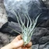 Kép 2/6 - Tillandsia ehlersiana