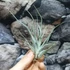 Kép 5/6 - Tillandsia ehlersiana
