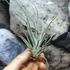 Kép 6/6 - Tillandsia ehlersiana