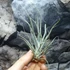 Kép 1/6 - Tillandsia ehlersiana