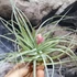 Kép 1/7 - Tillandsia 'Cotton Candy'