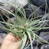 Kép 2/7 - Tillandsia 'Cotton Candy'