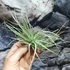 Kép 3/7 - Tillandsia 'Cotton Candy'
