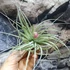 Kép 4/7 - Tillandsia 'Cotton Candy'