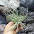 Kép 5/7 - Tillandsia 'Cotton Candy'