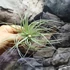 Kép 6/7 - Tillandsia 'Cotton Candy'