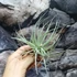 Kép 7/7 - Tillandsia 'Cotton Candy'