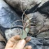 Kép 2/7 - Tillandsia Curly slim