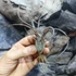 Kép 3/7 - Tillandsia Curly slim