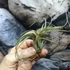 Kép 1/7 - Tillandsia Curly slim