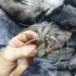 Kép 5/7 - Tillandsia Curly slim
