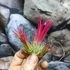 Kép 1/6 - Tillandsia ionantha red