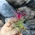 Kép 3/6 - Tillandsia ionantha red