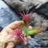 Kép 2/6 - Tillandsia ionantha red