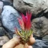 Kép 4/6 - Tillandsia ionantha red