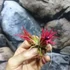 Kép 5/6 - Tillandsia ionantha red