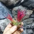 Kép 6/6 - Tillandsia ionantha red
