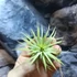 Kép 2/4 - Tillandsia ionantha green