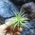 Kép 1/4 - Tillandsia ionantha green