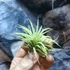 Kép 3/4 - Tillandsia ionantha green
