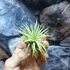Kép 4/4 - Tillandsia ionantha green