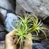 Kép 2/8 - Tillandsia ionantha yellow több ágú