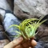 Kép 3/8 - Tillandsia ionantha yellow több ágú