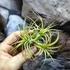 Kép 5/8 - Tillandsia ionantha yellow több ágú