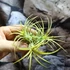 Kép 1/8 - Tillandsia ionantha yellow több ágú