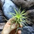 Kép 2/6 - Tillandsia ionantha világos zöld