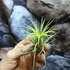Kép 3/6 - Tillandsia ionantha világos zöld