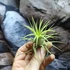 Kép 4/6 - Tillandsia ionantha világos zöld