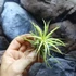 Kép 5/6 - Tillandsia ionantha világos zöld