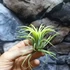 Kép 1/6 - Tillandsia ionantha világos zöld