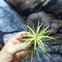 Kép 6/6 - Tillandsia ionantha világos zöld