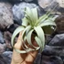 Kép 2/8 - Tillandsia xerographica