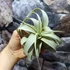 Kép 3/8 - Tillandsia xerographica