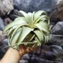 Kép 4/8 - Tillandsia xerographica