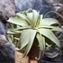 Kép 5/8 - Tillandsia xerographica